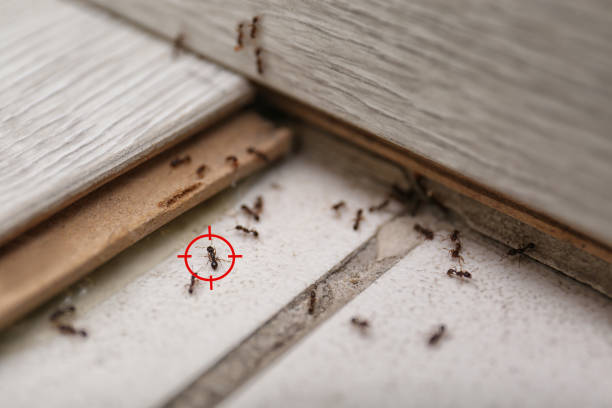 Best Wasp Removal Services  in Hampton, SC