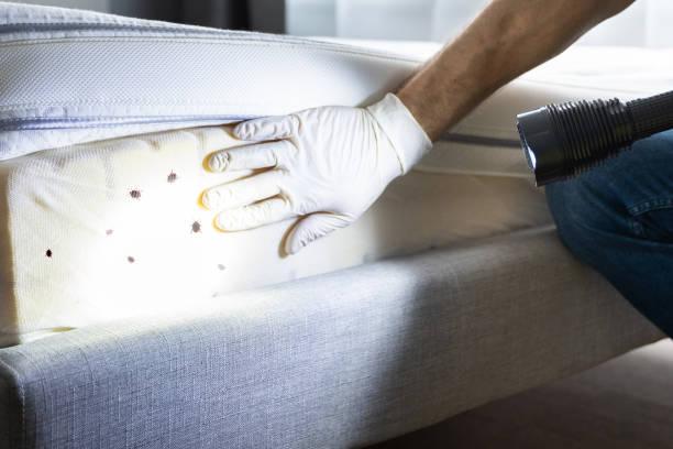 Best Rat Extermination Near Me  in Hampton, SC